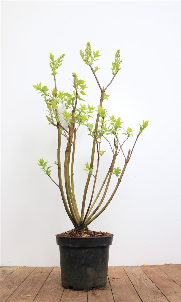 Pflanzen-für-dich.de Syringa vulgaris 'Mme Lemoine', Flieder, weiß, 40–60 cm