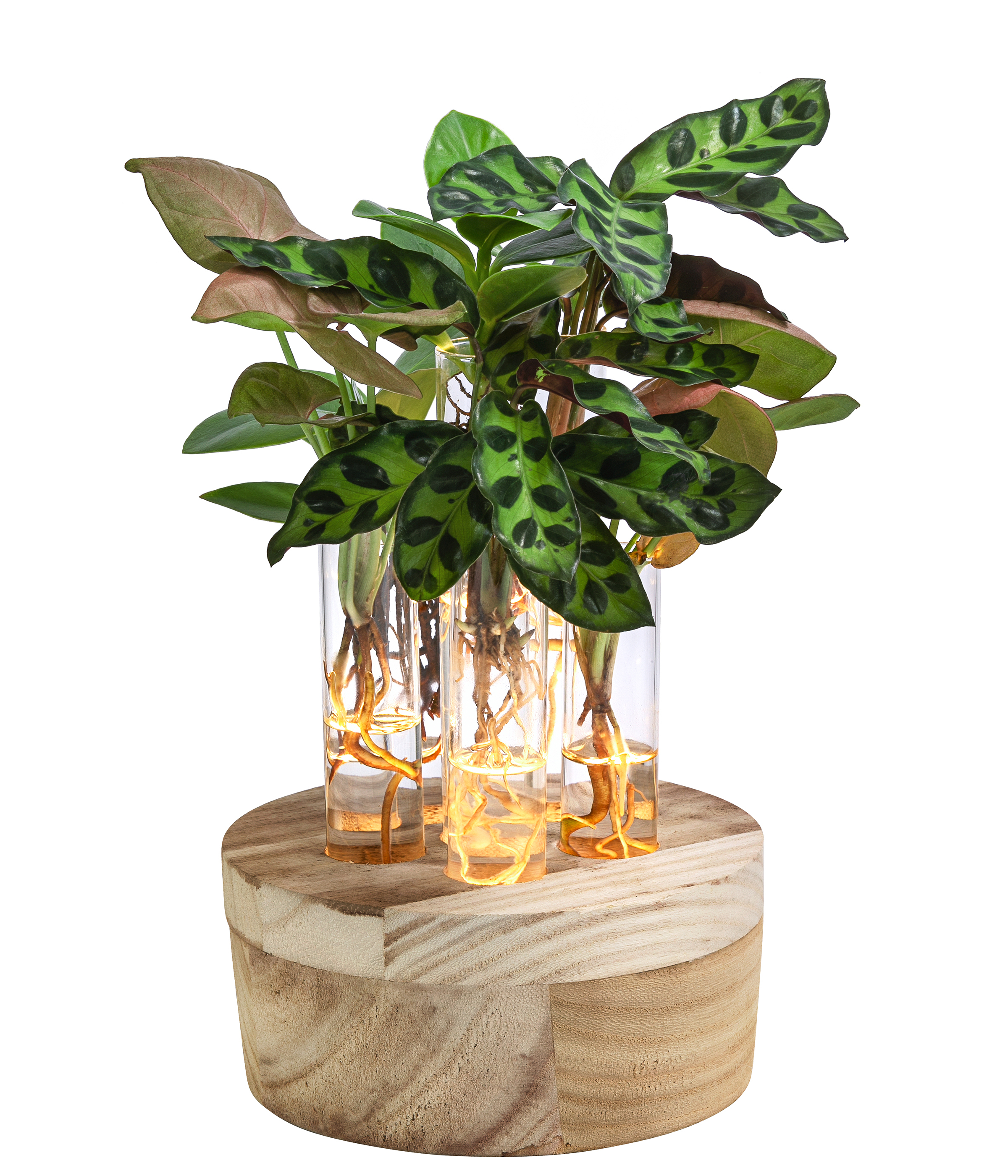 monstera luteynii Monstera adansonii (Friedrichsthalii)
