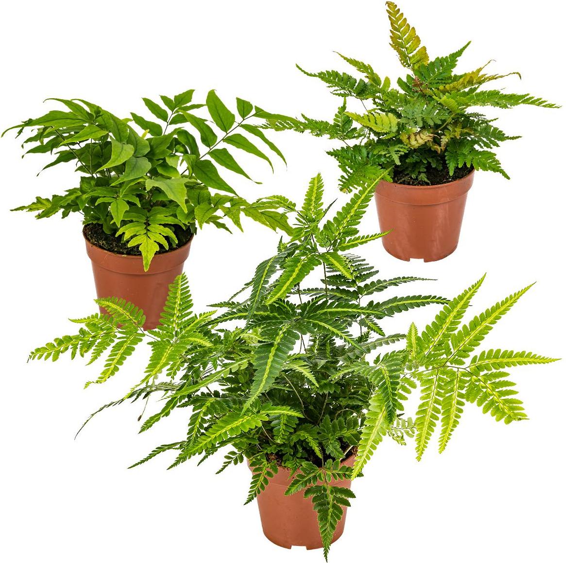 Herbie Bloomique - 3er Set - Farne Winterhart für Garten - Gartenpflanze - Immergrün - Stauden - Höhe 20-30 cm - Topf 12 cm BL-308