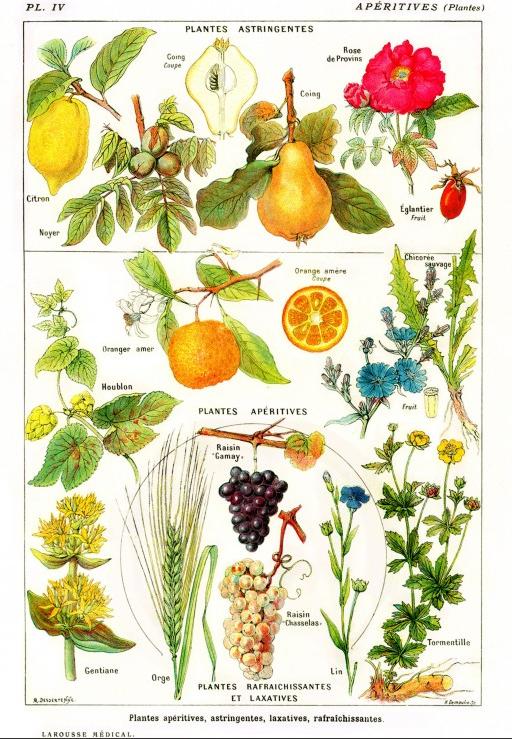 Grafika Puzzle Lernspielzeug Larousse Medical Illustré 1000 Teile 33736