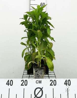 GRDplanten 6 x Lobelia siph. 'Alba' - Weiße Blaue Lobelie - Topf 9 x 9 cm