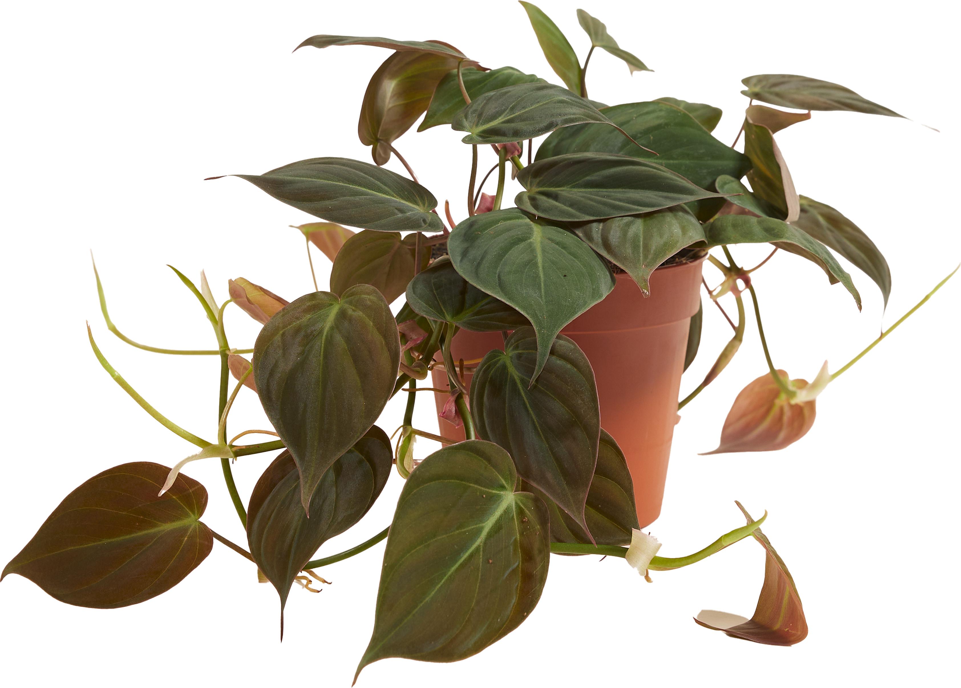 1x Philodendron Scandens Micans P12 H15