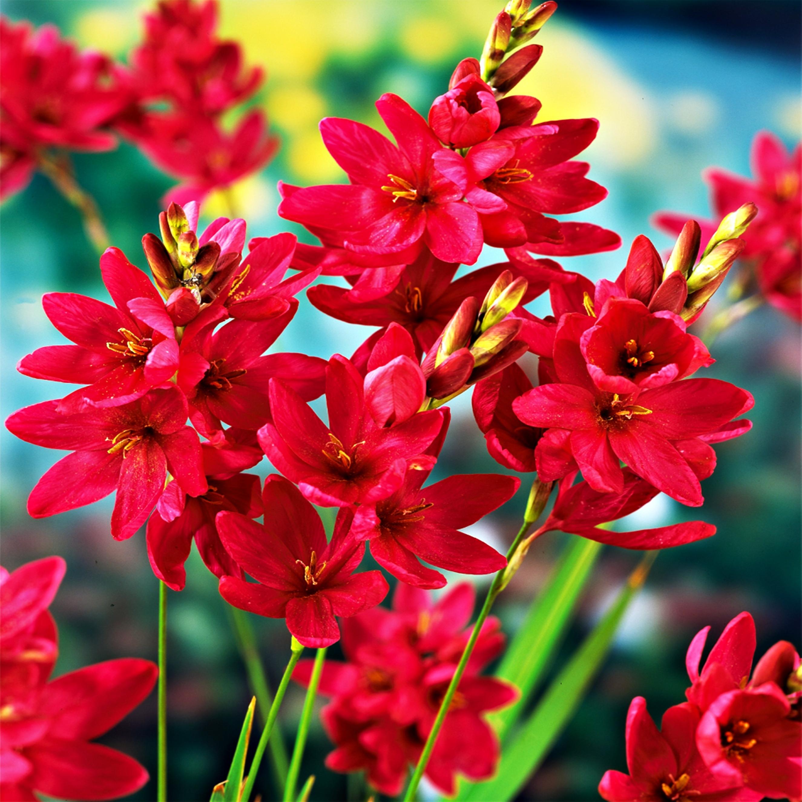 Benex Ixia Zwiebeln Blumen Glockenblume Kornlilie Venus 10 St.