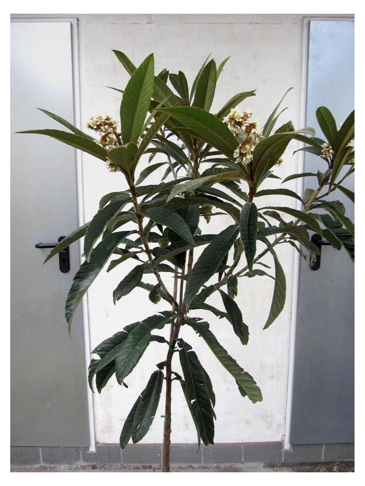 Markenlos Eriobotrya japonica - Japanische Wollmispel - 125-150 cm