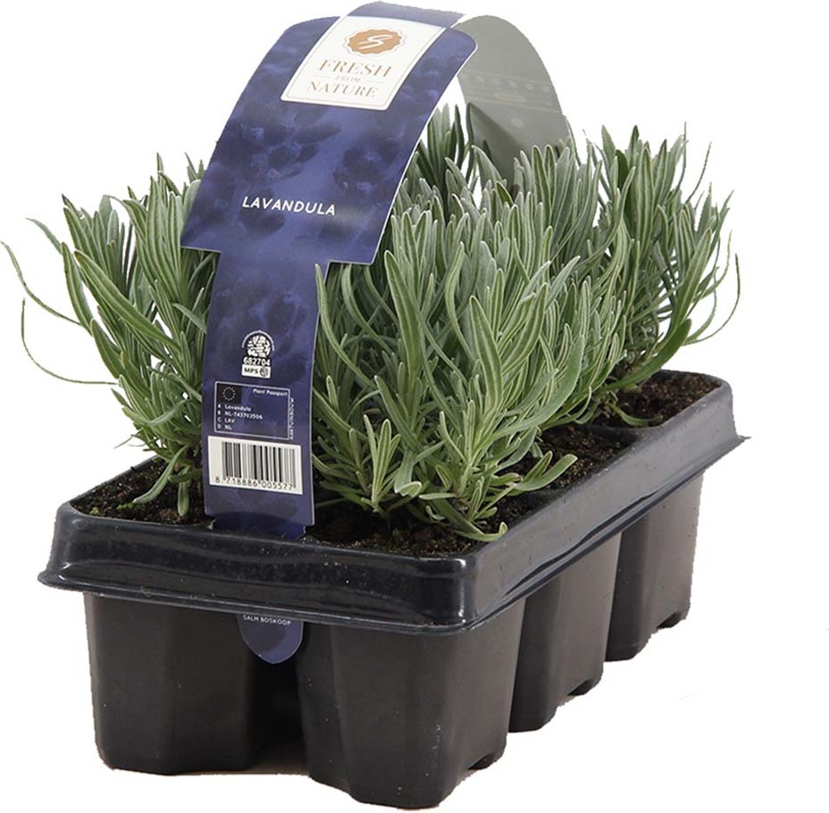 Elefantenohr Knollen - Winterhart & Mehrjährig Für Garten & Balkon