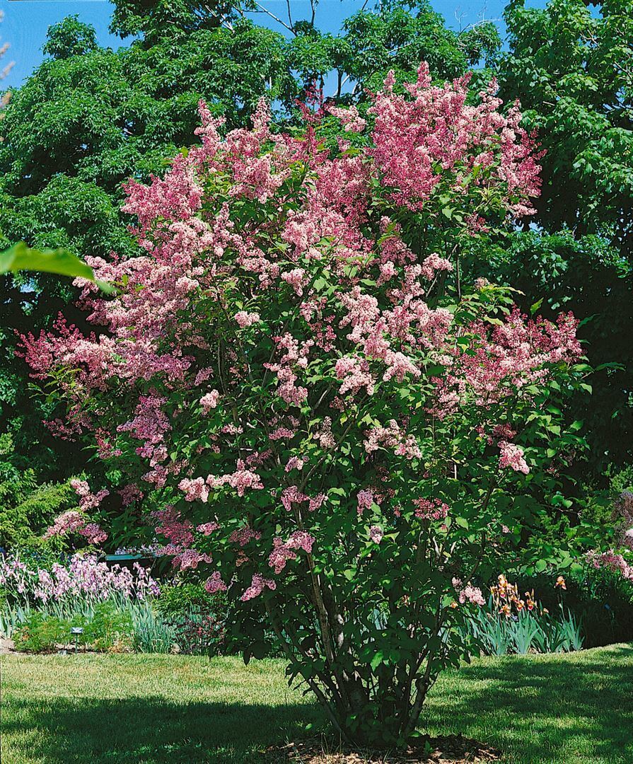 Pflanzen-für-dich.de Syringa 'Redwine', Flieder, rot, 80–100 cm