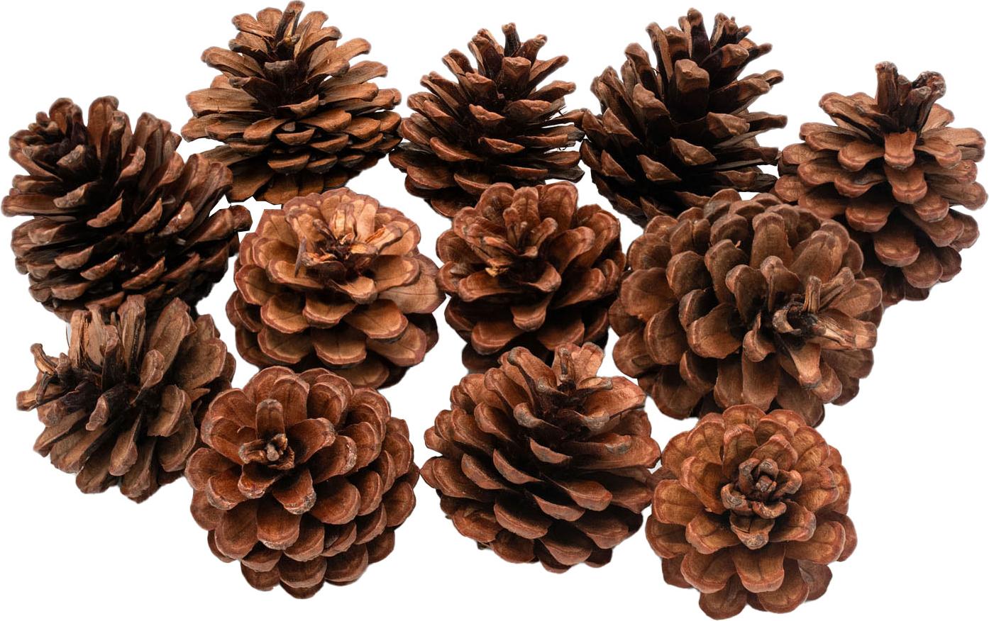 Colorations Färbungen - Kiefernkegel, 12.. 38WD03