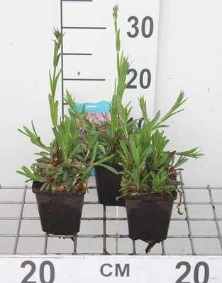 GRDplanten 6 x Lychnis flos-cuculi - Lichtnelke - Topf 9 x 9 cm
