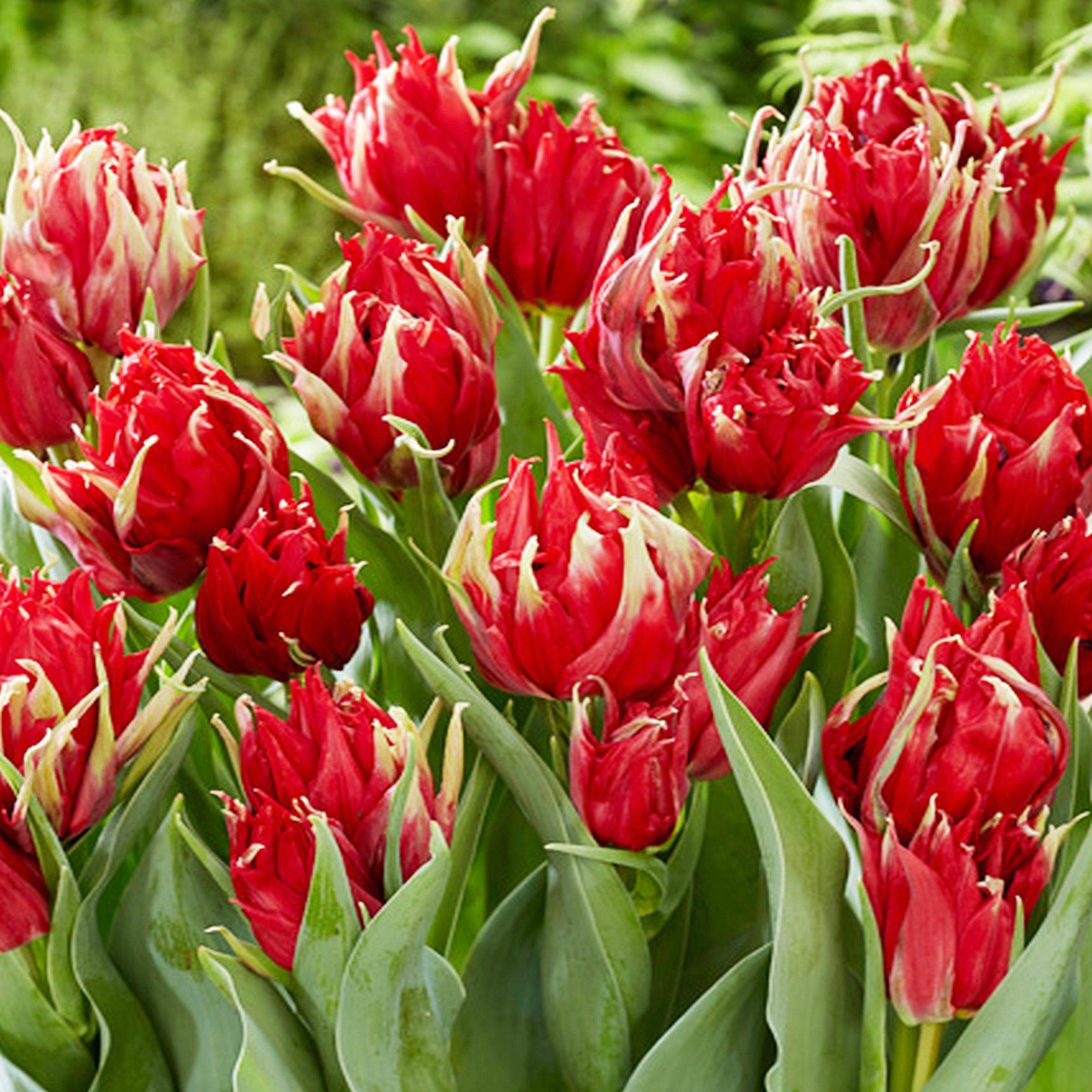 Benex Tulpen Blumenzwiebeln Zwiebeln Tulpenzwiebeln Tulpe Red Spider 5 St.