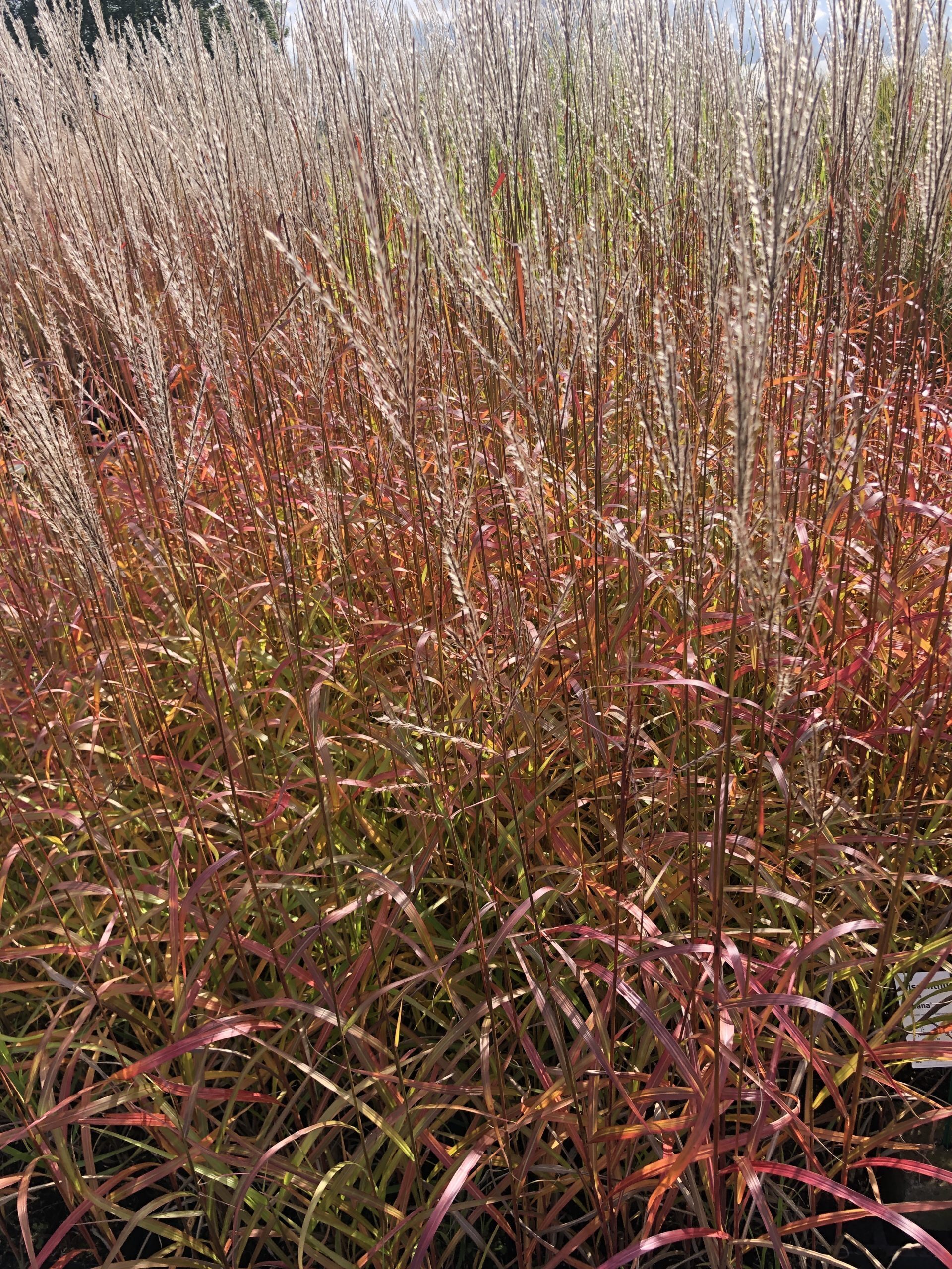 Brandless 6 x Miscanthus sinensis 'Ghana' - Chinaschilf im topf 9 x 9 cm