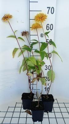 GRDplanten 6 x Heliopsis hel. 'Goldgefieder' - Heliopsis - Topf 9 x 9 cm