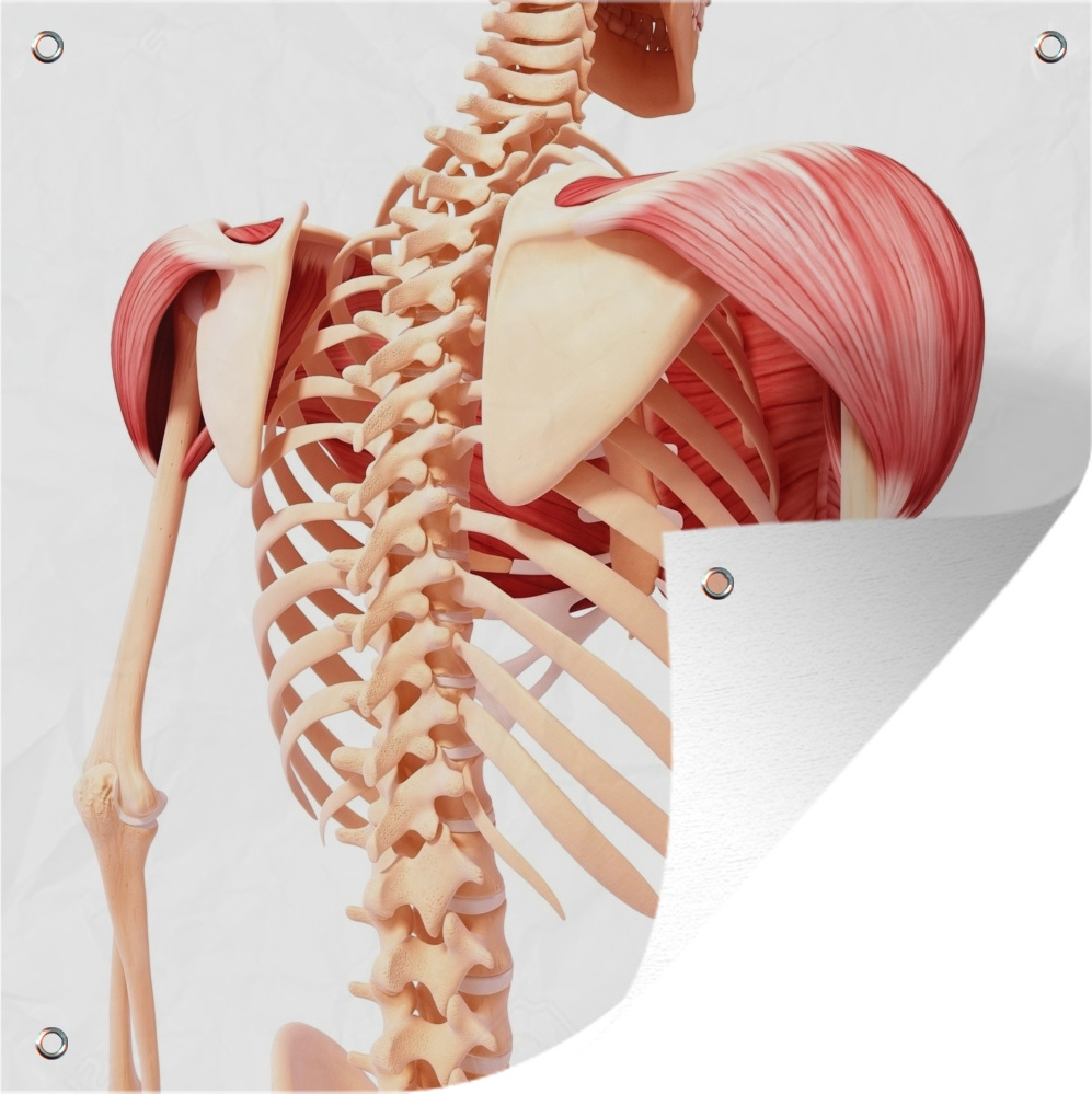 MuchoWow® 50x50 cm Outdoor-Poster Gartendeko Sichtschutz Garten Poster für den Garten Der Deltoid schräg auf weißem Hintergrund 133|1352484