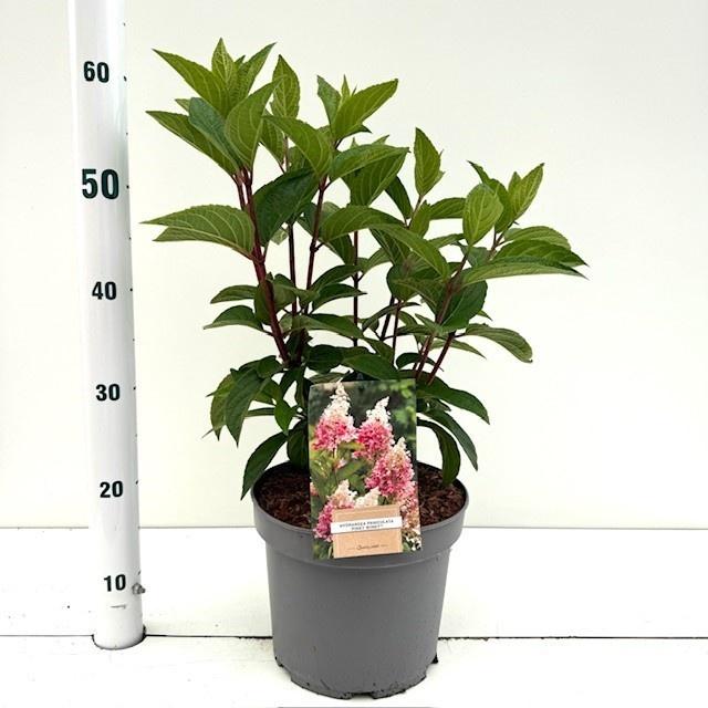 GRDplanten Hydrangea pan. Pinky Winky ('Dvppinky'PBR) - Hortensie | 50-60 cm im Topf