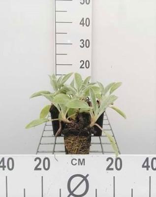 GRDplanten 6 x Stachys byz. 'Baumwolle Boll' ('sheila macqueen') - Ziest - Topf 9 x 9 cm