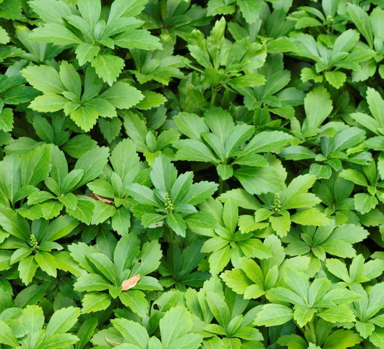Müllers Grüner Garten Shop Dickmännchen, Pachysandra terminalis 5 Pflanzen im Set ca. 10-20 cm, je im 10 cm Topf GGS02611