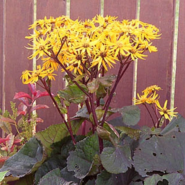 Arborix, grüner und billiger 6 x Strauß Goldkolben - Ligularia dentata 'Othello' | Topf 9cm x 9cm LIDOTHEL-113