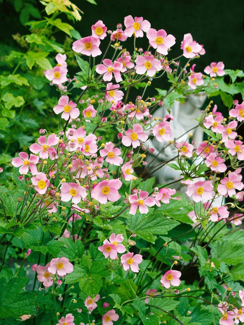 Pflanzen-für-dich.de Anemone hupehensis 'Splendens', Herbst-Anemone, rosa, ca. 9x9 cm Topf
