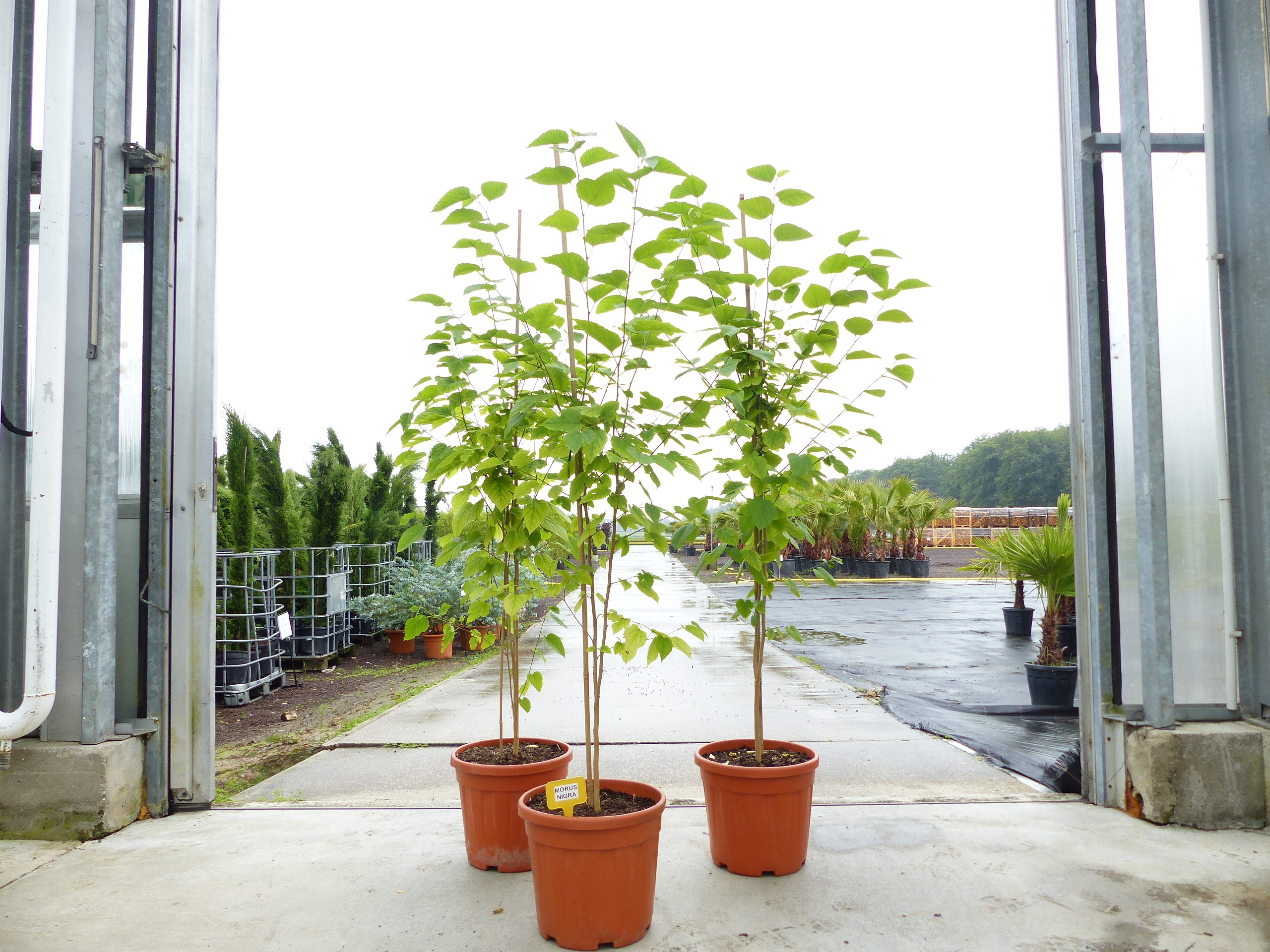 Grünwaren Morus Nigra 170 - 180 cm Schwarze Maulbeere, Maulbeergewächse, Winterhart