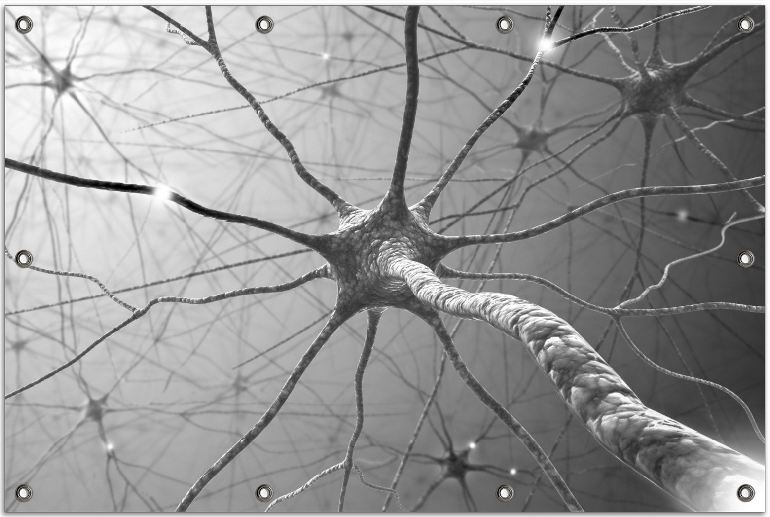 Wallario Outdoor-Poster für Garten oder Balkon, Motiv Menschliche Nervenzelle - schwarz weiß, in ca. 80 x 120 cm goban5565s-80120