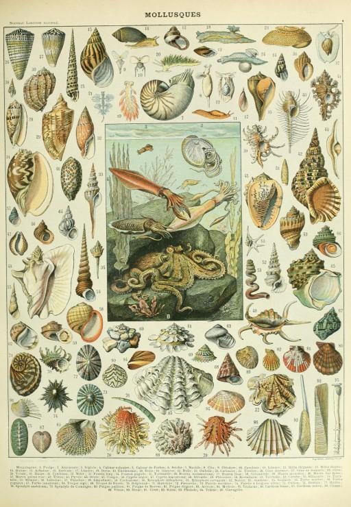 Grafika Puzzle Mollusken 1000 Teile Lernspiel Biologie 33743