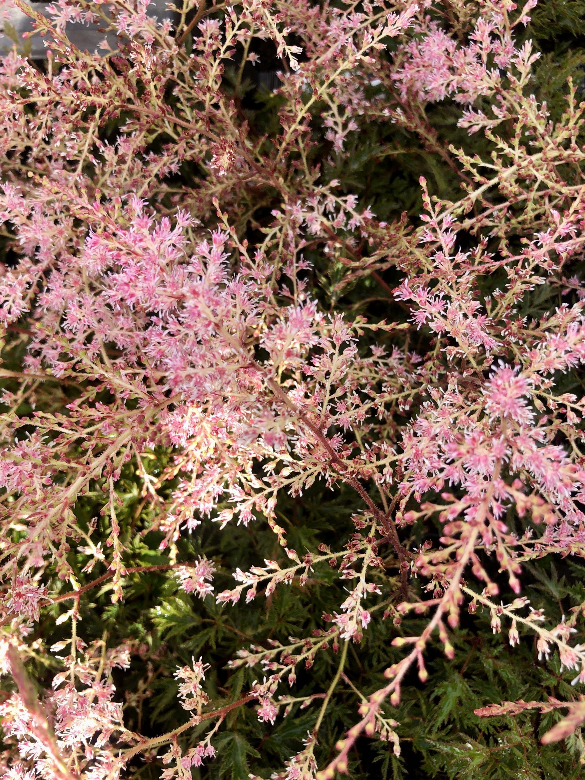 Brandless 6 x Astilbe simplicifolia 'Sprite' - Schaumspalier 'Sprite' , Prachtvolles Spalier im 9x9 cm Topf