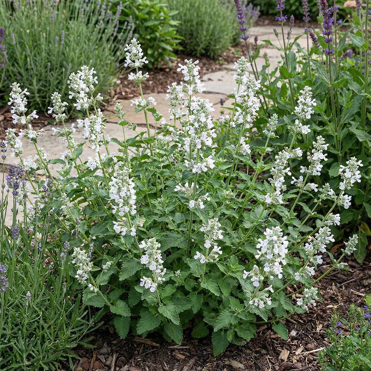 Herbie 6x Nepeta faassenii Snowflake P9 H20 BL-5778