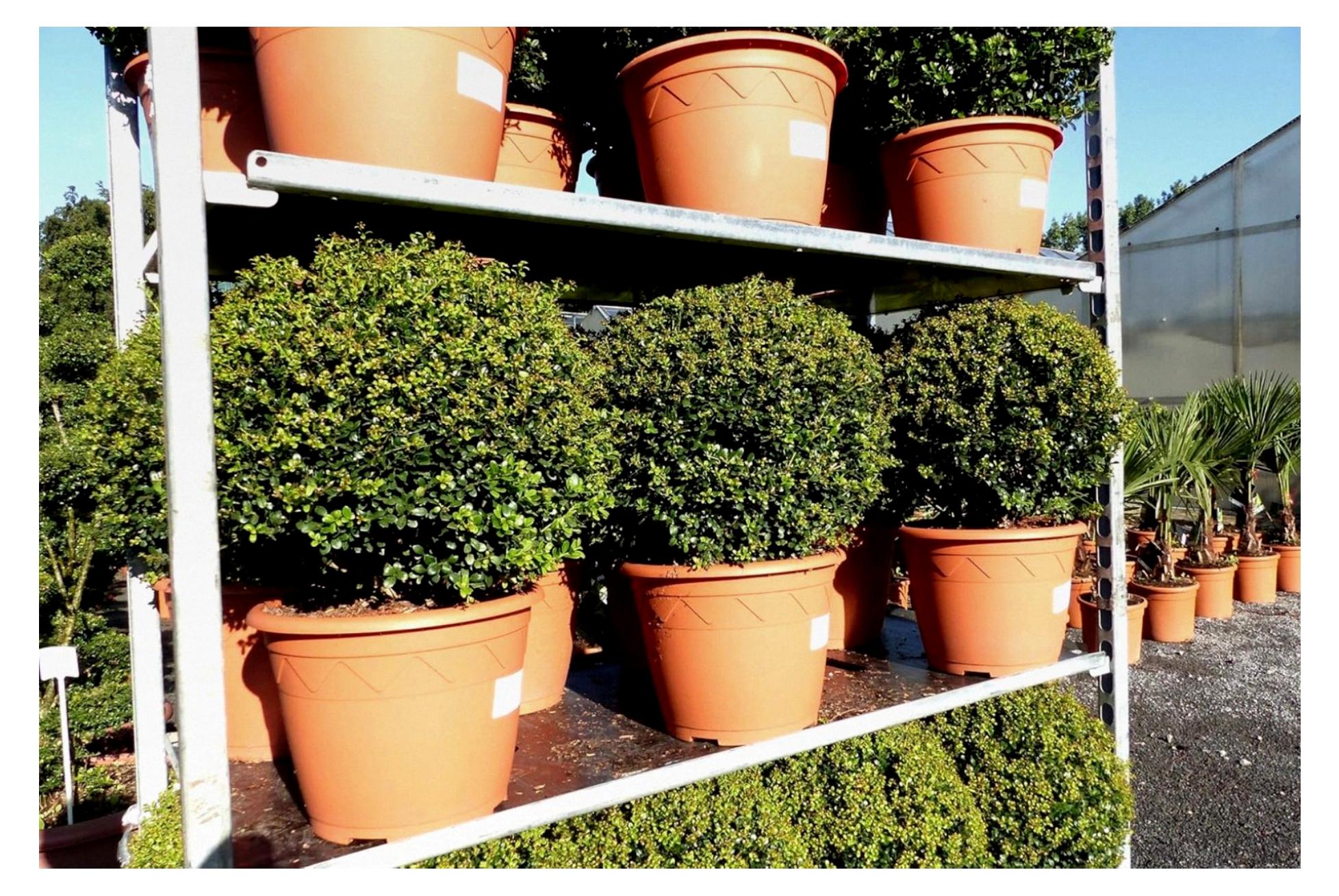 Markenlos Ilex crenata 'Stokes' Kugel rund Ø 40-45 cm winterhart und robust