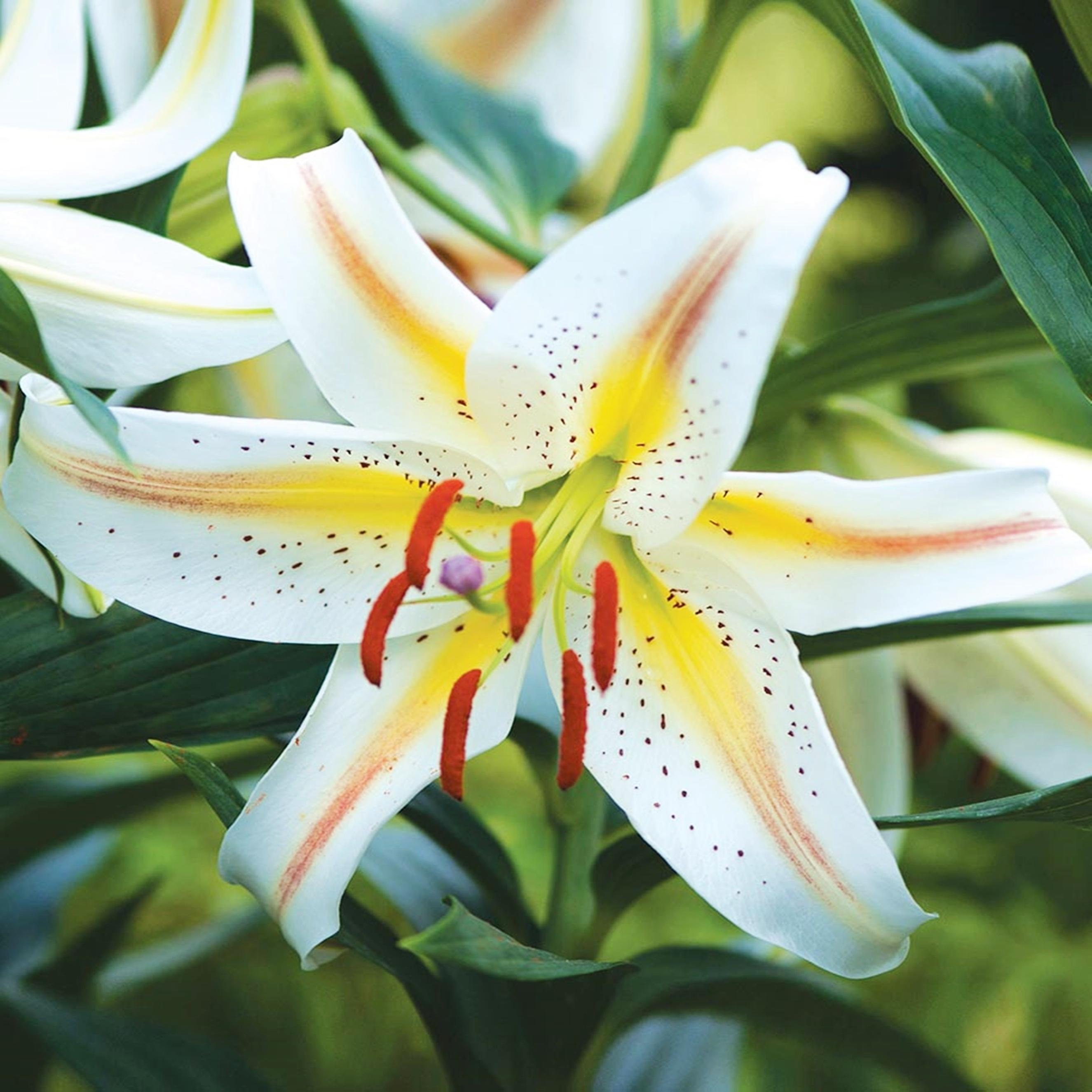 Benex Lilien Zwiebeln Blumen Orientalische Zwerglilie Garden Party 1 St.