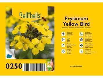 GRDplanten 6 x Erysimum hybr. 'Yellow Bird' - Mauerkraut - Topf 9 x 9 cm