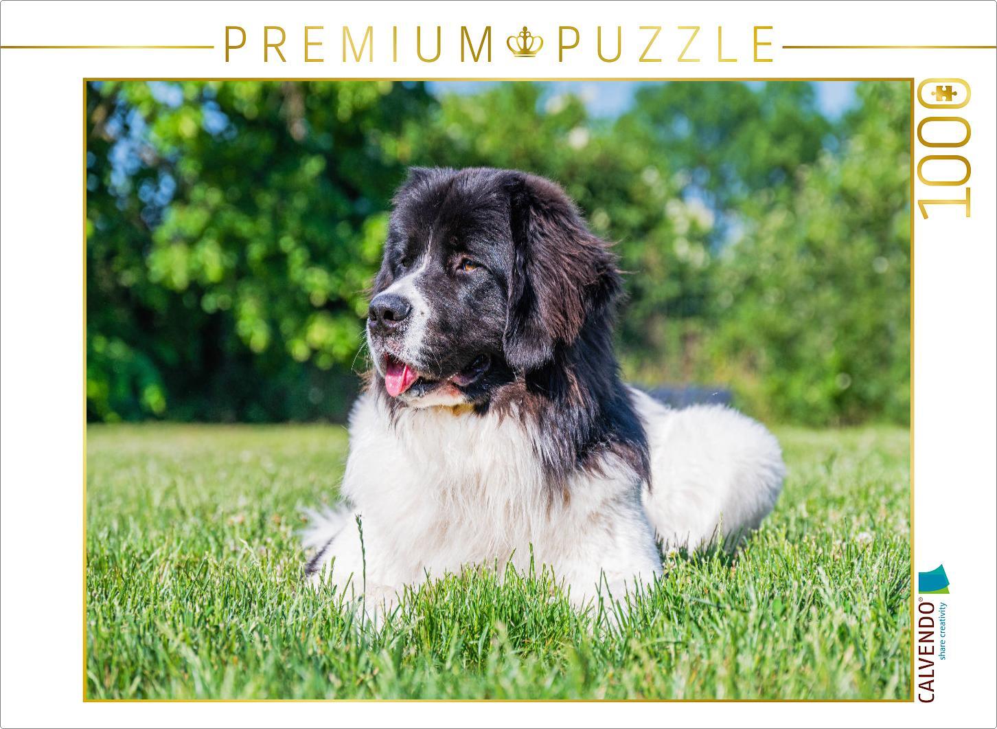 Calvendo Landseer auf der Wiese - Foto-Puzzle', 1000 Teile, 1000 Stück(e), Tiere