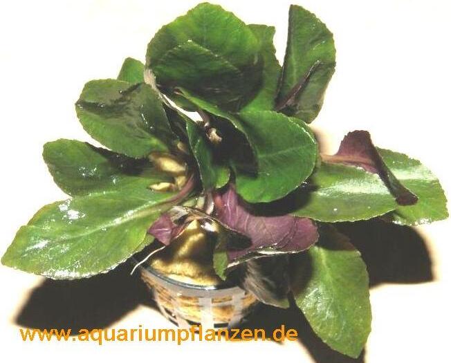 Mühlan Wasserpflanzen 15 Töpfe Lobelia cardinalis, scharlachrote Lobelie 694