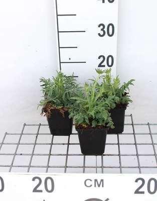 GRDplanten 6 x Knautia arvensis - Witwenblume - Topf 9 x 9 cm
