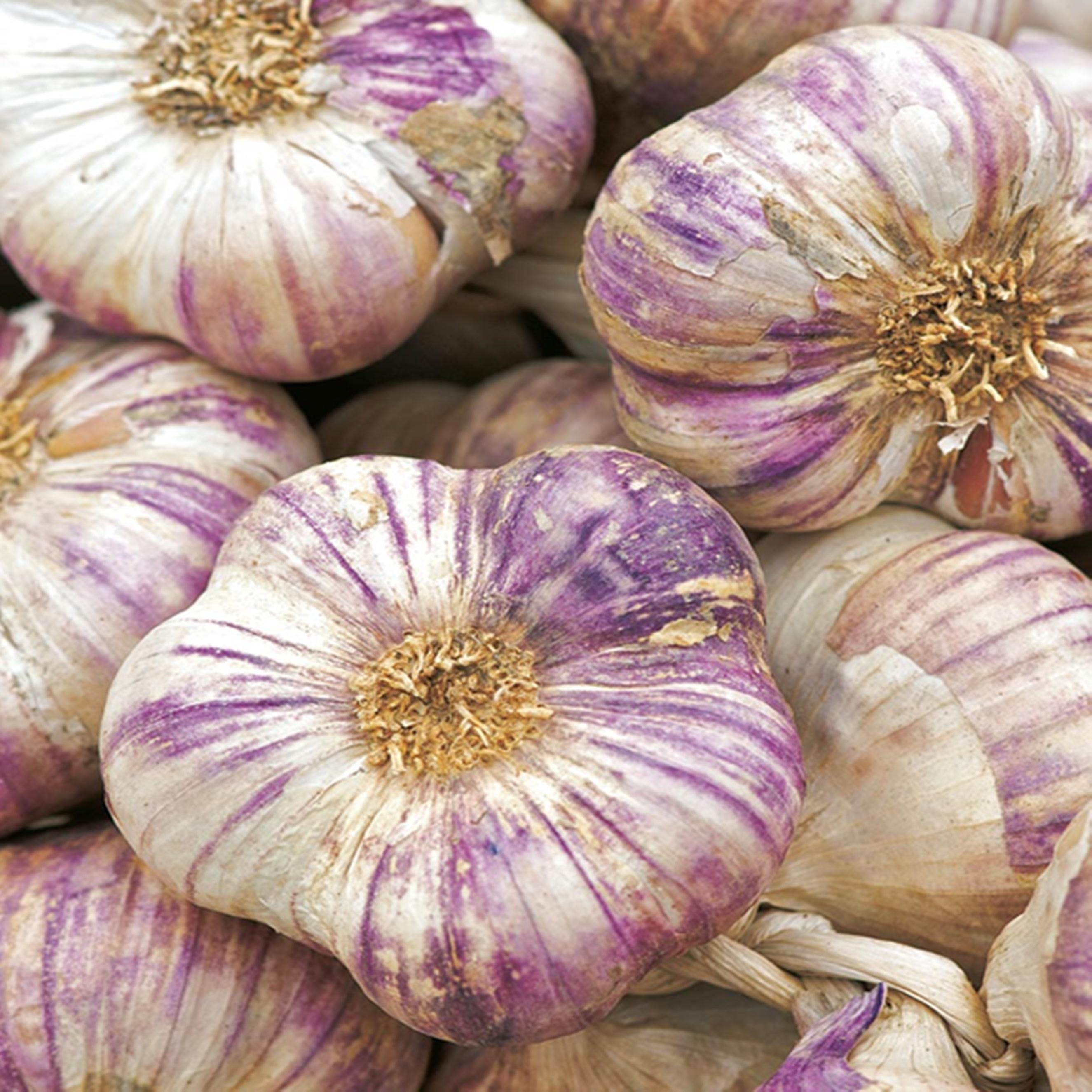 Benex Winterknoblauch Knoblauch Harna essbar 0,25 kg