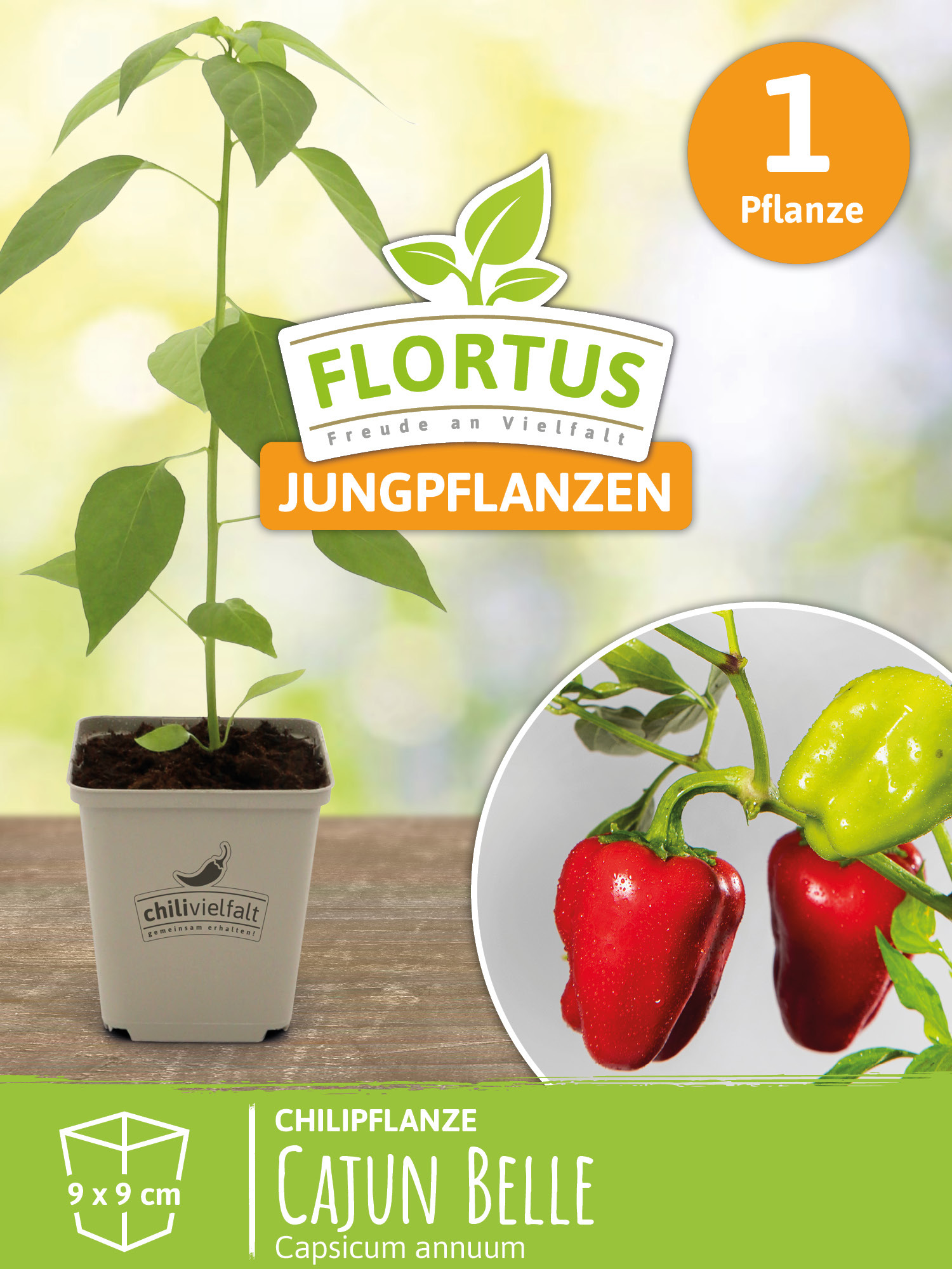 FLORTUS Freude an Vielfalt Paprikapflanze Cajun Belle | Paprikapflanzen von FLORTUS, Menge:1 Pflanze 8000-40020-1x