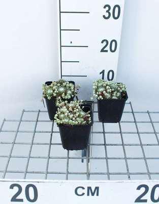 GRDplanten 6 x Sempervivum arachnoideum - Hauswurz - Topf 9 x 9 cm