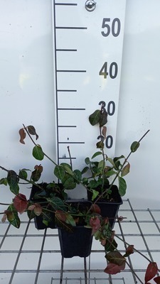 GRDplanten 12 x Euonymus fort. 'Coloratus' - Kriechspindel - Topf 9 cm x 9 cm