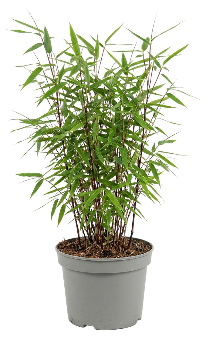 Herbie x1 Fargesia Red Dragon P17 H60 BL-6071