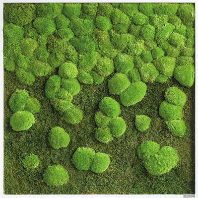 Stylegreen Moosbild Wald & Kugelmoos II 80x80 cm SG-MB-WKM-VL-80X80-HOWE