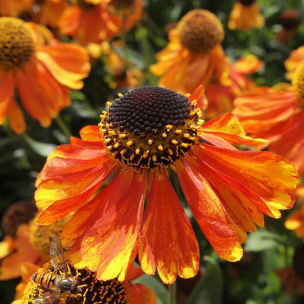 Arborix, grüner und billiger 6 x Zonnekruid - Helenium 'Sahin's Early Flowerer' | Topf 9cm x 9cm HESEFLOW-113