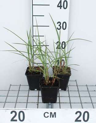 GRDplanten 6 x Miscanthus sin. 'Flamingo' - Chinaschilf - Topf 9 x 9 cm
