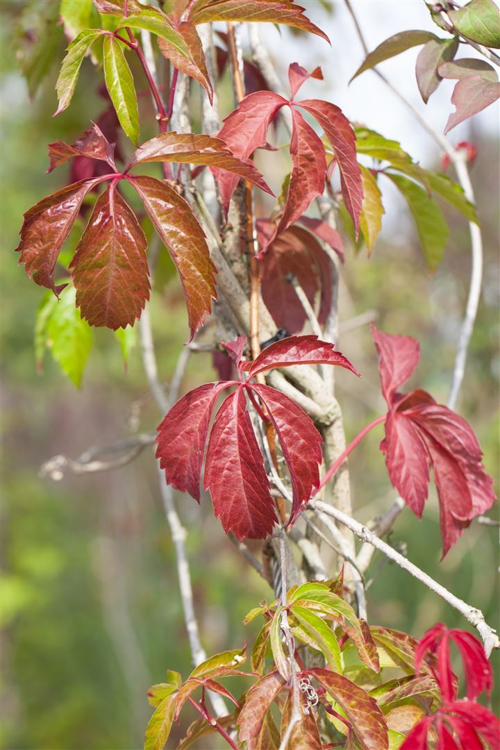 Pflanzen-für-dich.de Parthenocissus quinquefolia 'Engelmannii', Wilder Wein, 40–60 cm 11055