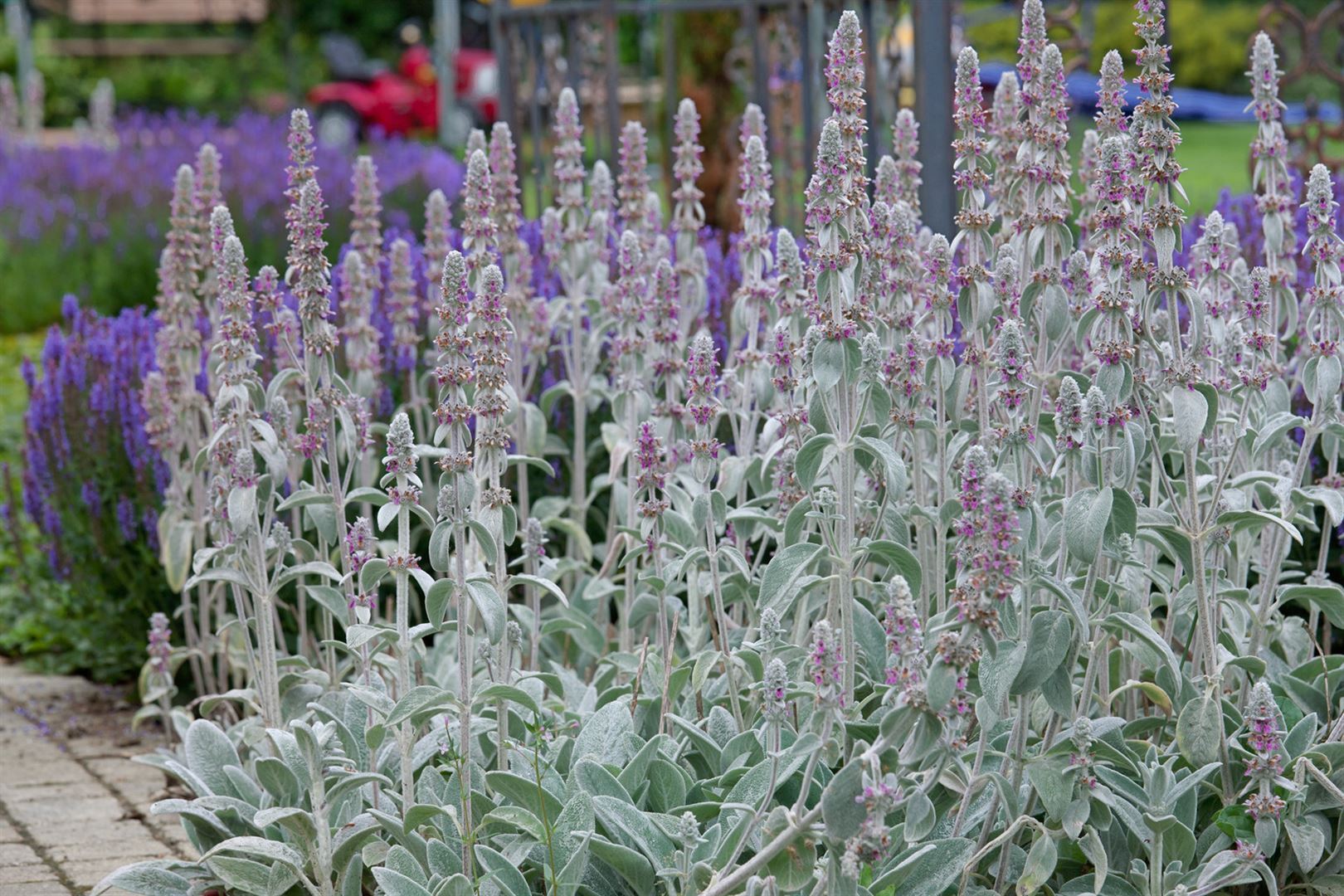 Pflanzen-für-dich.de Stachys byzantina 'Silky Fleece', Wollziest, silbrig, ca. 9x9 cm Topf SANA003422