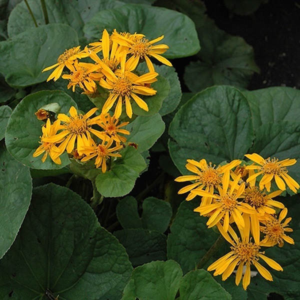 Arborix, grüner und billiger 6 x Strauß-Goldkolben - Ligularia dentata 'Desdemona' | Topf 9cm x 9cm LIDDESDE-113