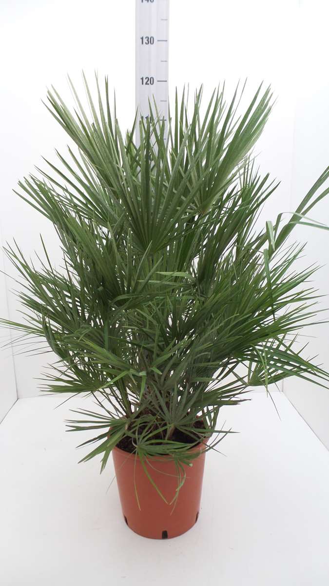 Blumen-Senf Winterharte Zwergpalme 120 cm Chamaerops humilis Eine der kältetolerantesten Palmenarten in Europa
