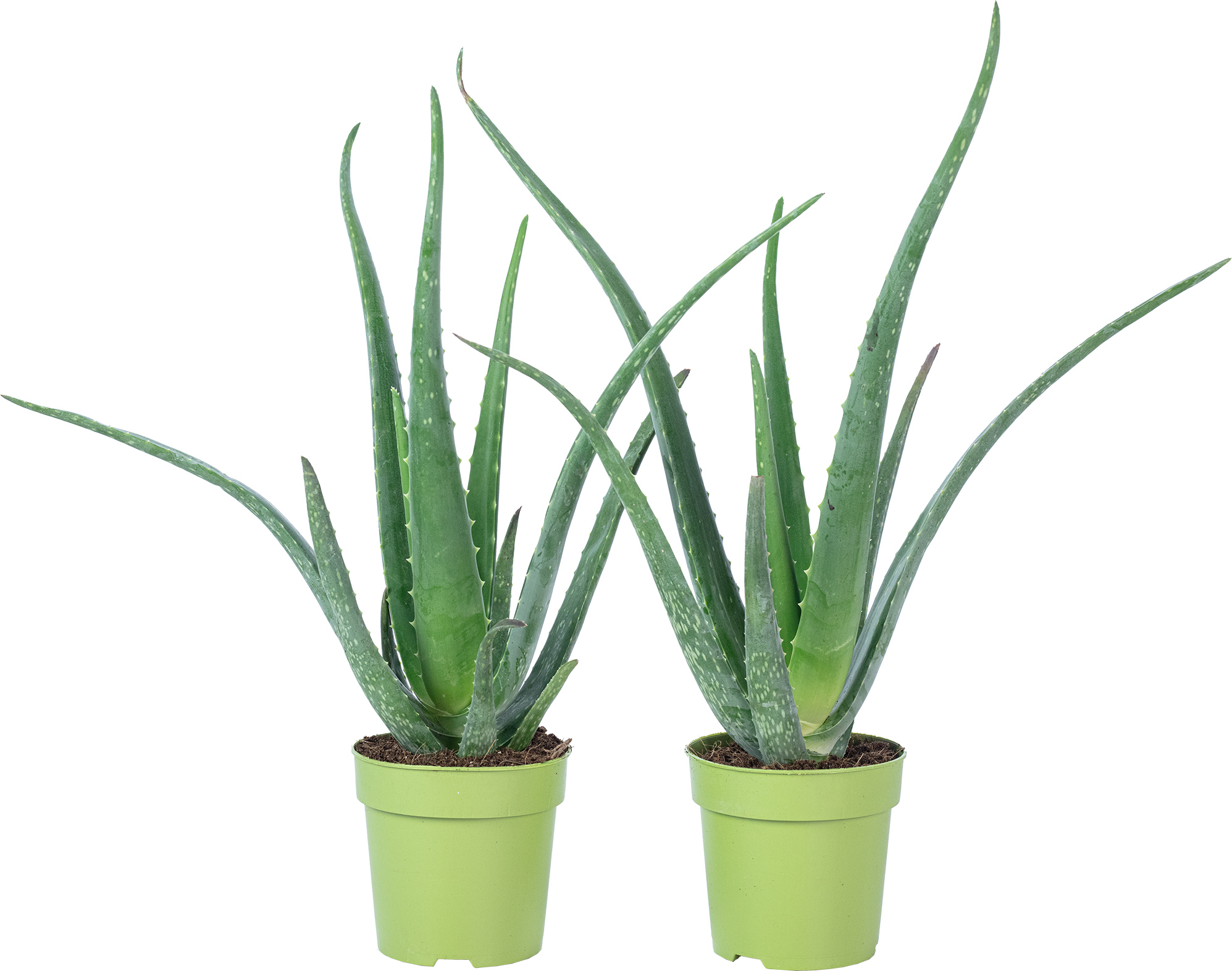 2er-Set Aloe vera  luftreinigende & dekorative Sukkulente,