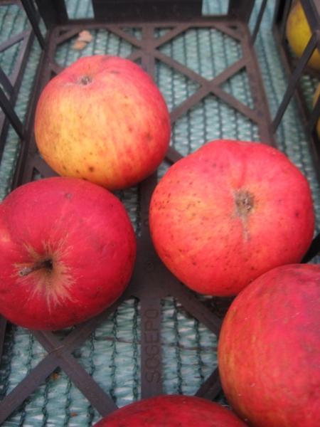 Baumschule Malus Jonathan - Winterapfel Jonathan - Apfelbaum