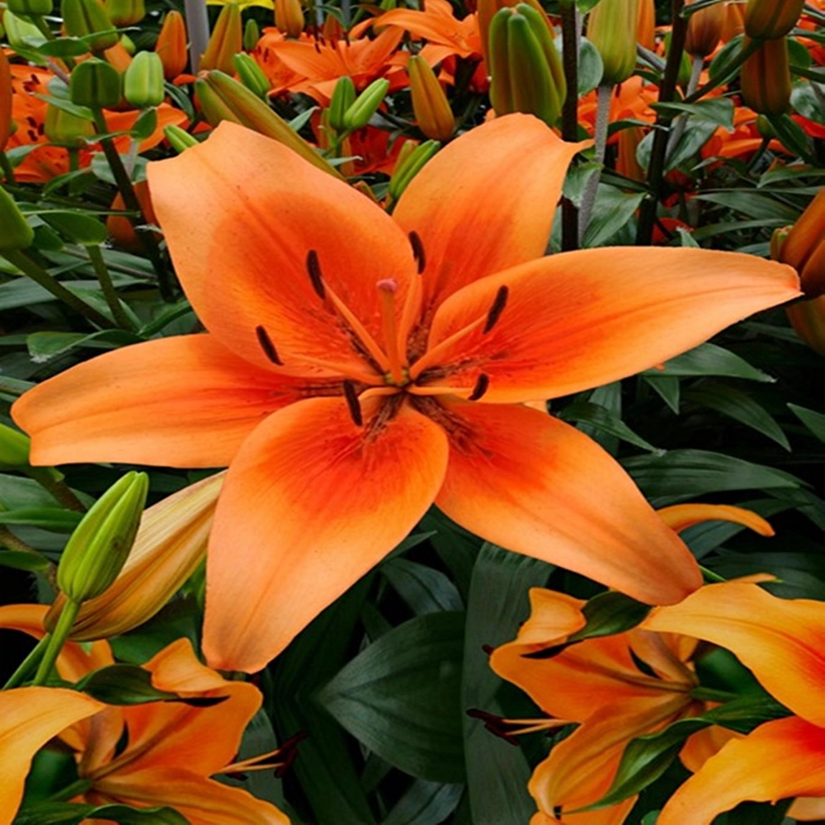 Benex Baumlilie Zwiebeln Lilium Lilien BlumenRiesenlilie Sunset Boulevard 1 St.