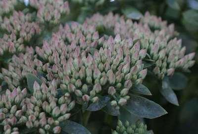GRDplanten 6 x Sedum hybr. 'Carl' - Fettblatt - Topf 9 x 9 cm