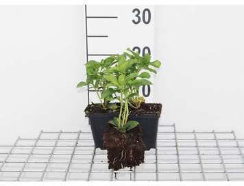 GRDplanten 12 x Pachysandra term. 'Green Carpet' - Dickmännchen - Topf 9 cm x 9 cm