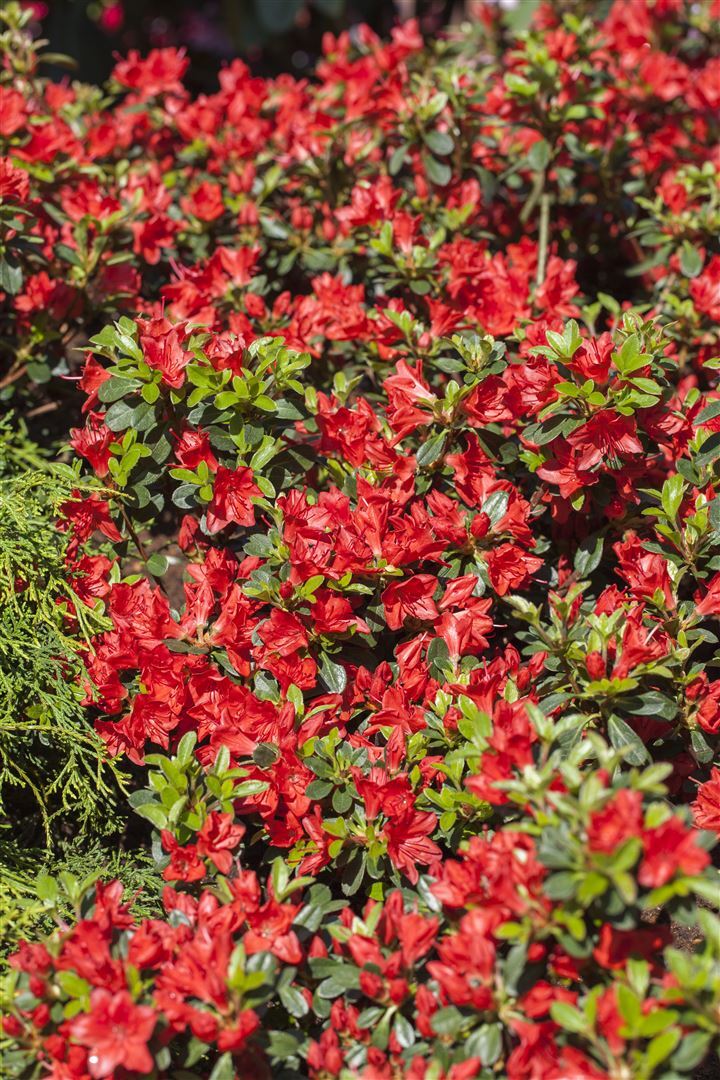 Pflanzen-für-dich.de Rhododendron obtusum 'Fridoline', rot, 10–15 cm